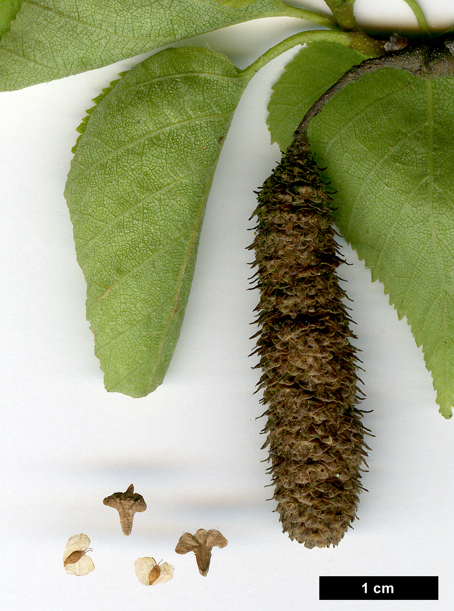 High resolution image: Family: Betulaceae - Genus: Betula - Taxon: pendula - SpeciesSub: subsp. mandshurica